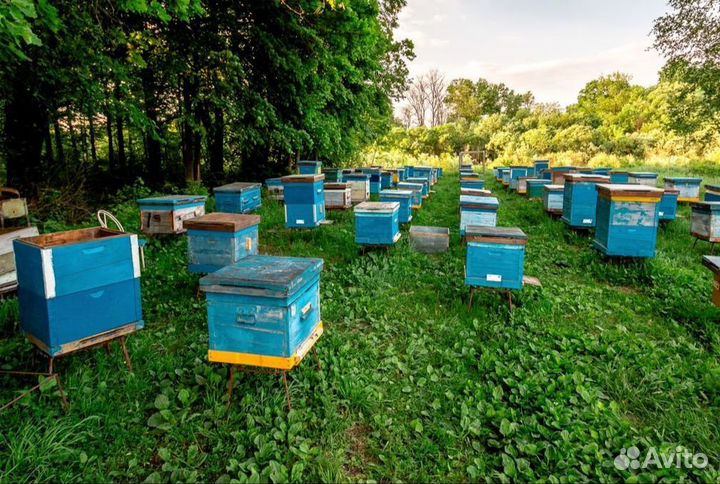 Свежий донниковый мёд оптом