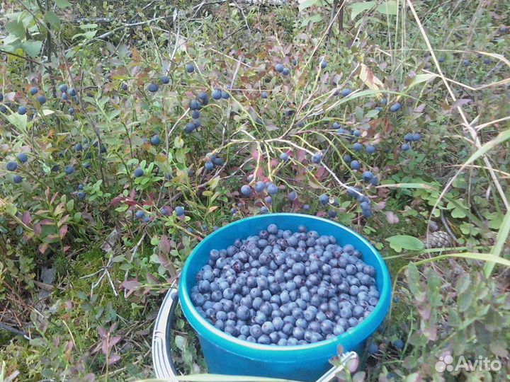 Лесные растения