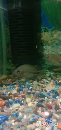 Рыбки цихлиды,вьехи