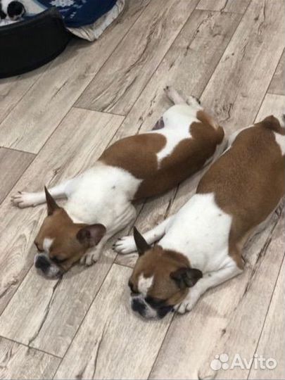 Французский бульдог