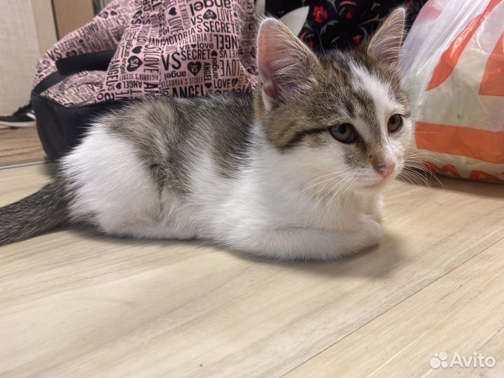 Котенок мальчик бесплатно