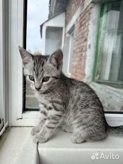 Котёнок девочка ищет дом