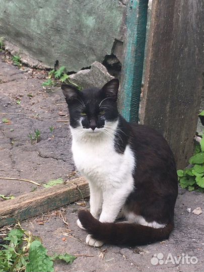 Кот в добрые руки