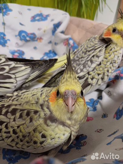 Попугай корелла