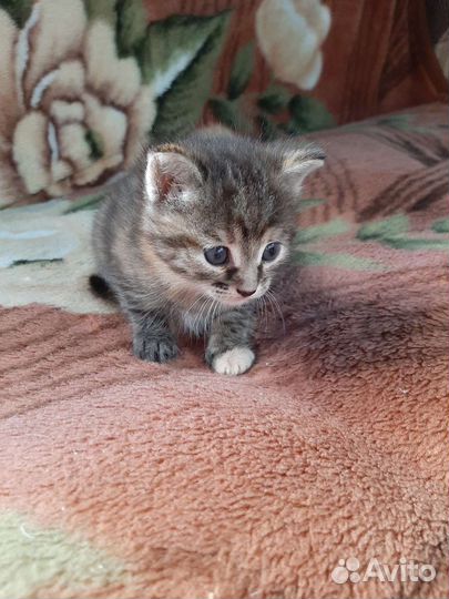 Котёнок - мальчик