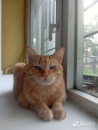 Кот Апельсин метис бобтейла