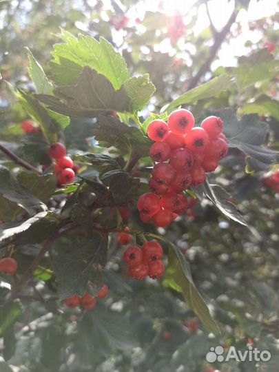 Боярышник плоды(литр)