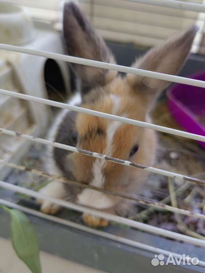 Декоративный кролик бесплатно