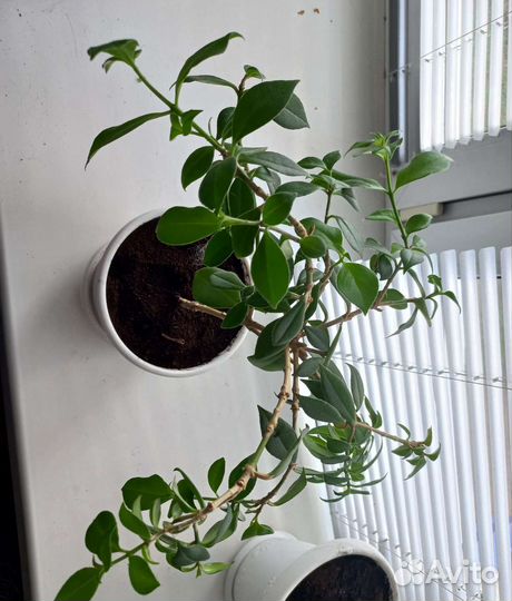 Нематантус грегариус