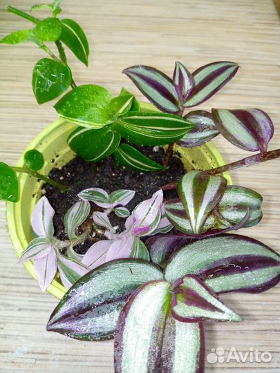 Традесканции