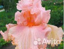 Садовые многолетние растения ирисы