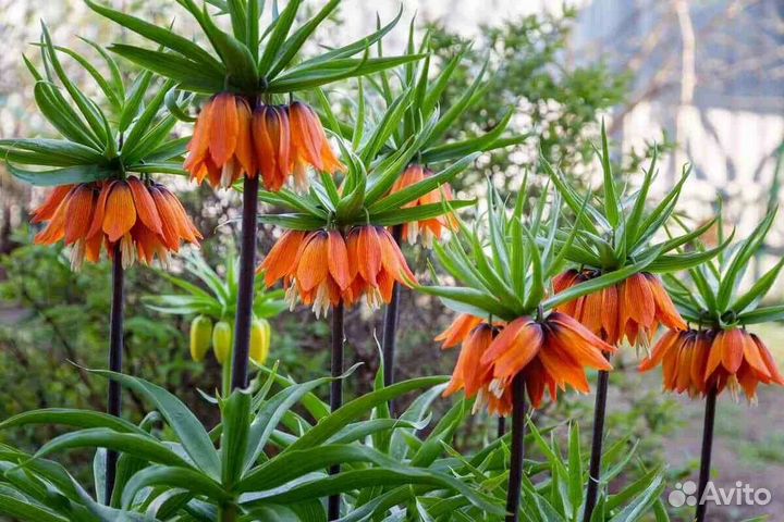 Рябчик императорский