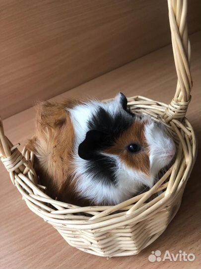 Морская свинка