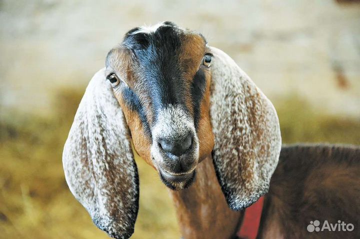 Козье молоко