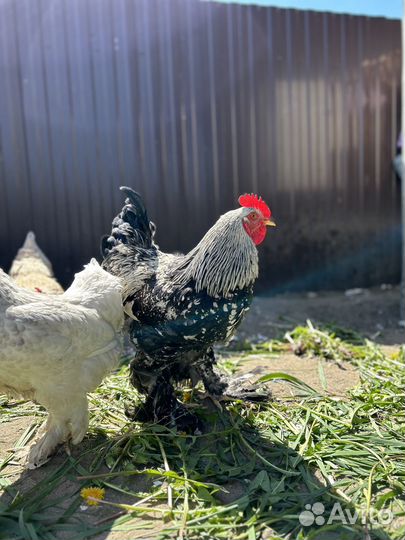 Петух лохмоногий