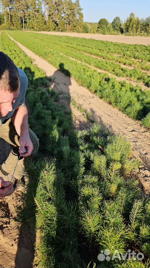 Ель Европейская окс Picea abies