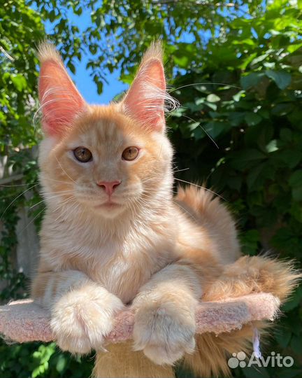 Мейн-кун котенок