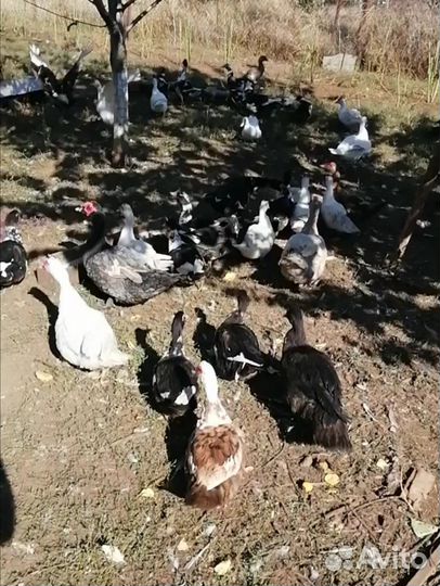 Индоутки молодые