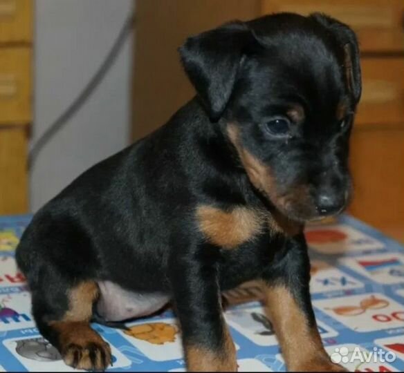 Щенки ягдтерьера