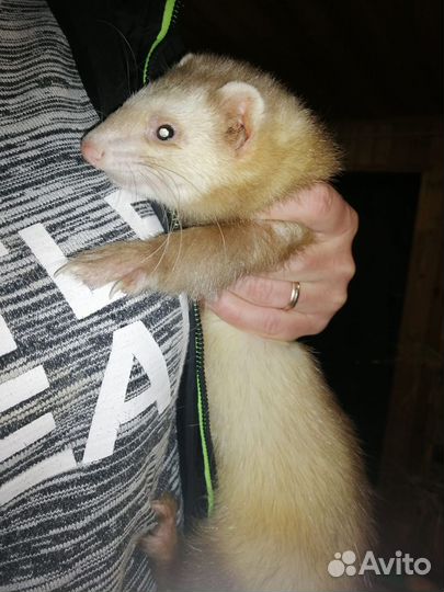 Хорек девочка