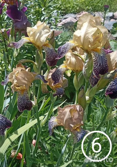 Лилия, ирисы, гейхеры, хосты