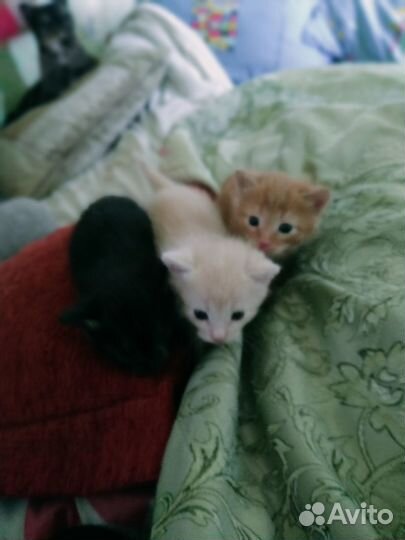 Миленькие котята