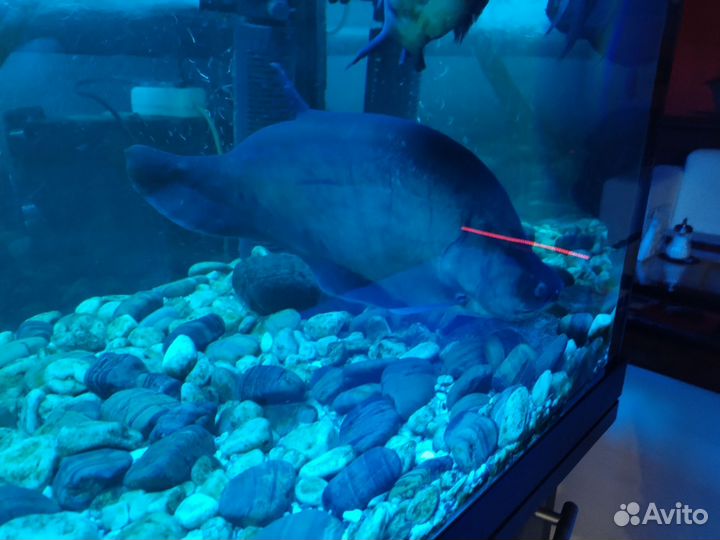 Аквариумные рыбки