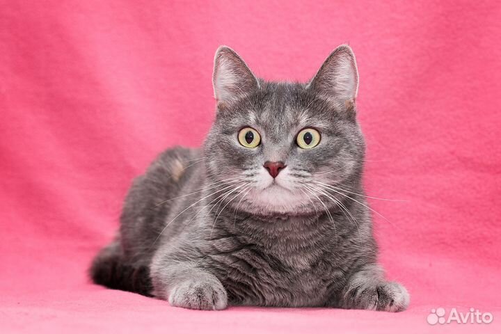 Выберите меня