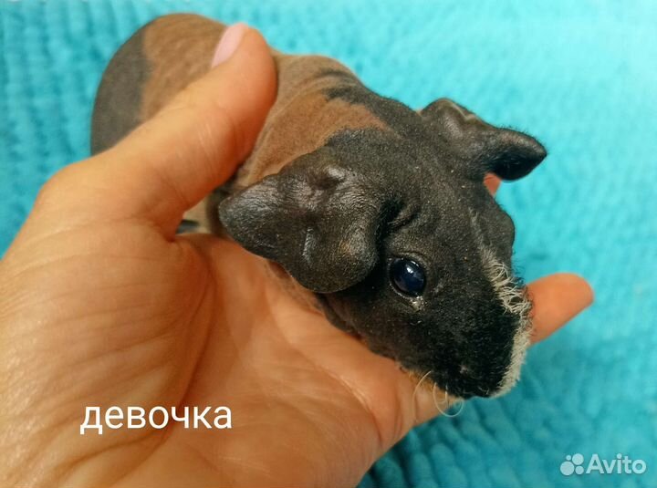 Морская свинка скинни