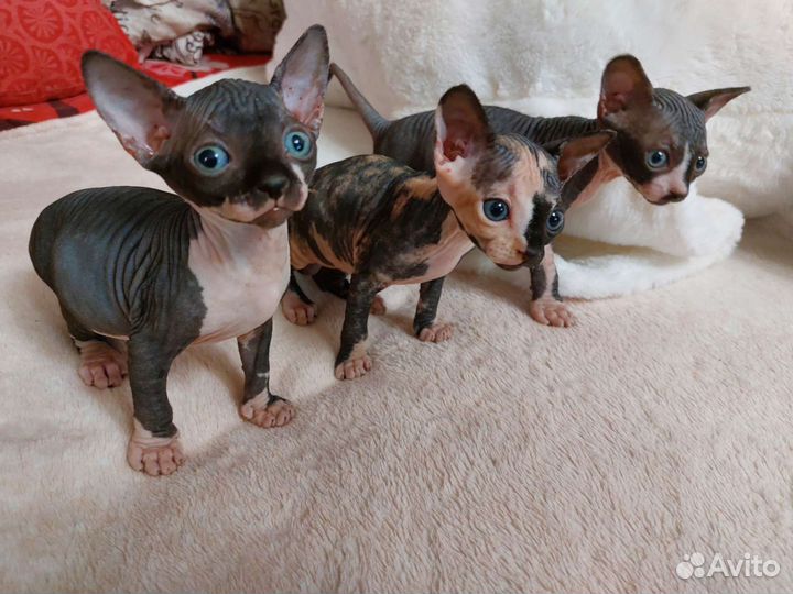 Канадский сфинкс