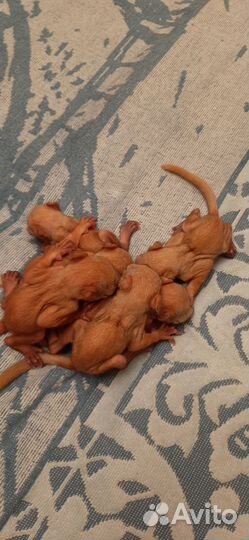 Белка домашняя