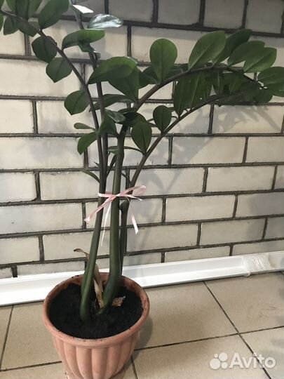 Замиокулькас равен