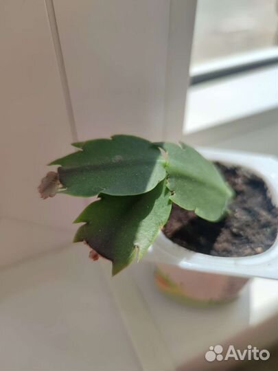 Декабрист, шлюмбергера, зигокактус