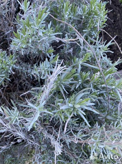 Лаванда саженцы