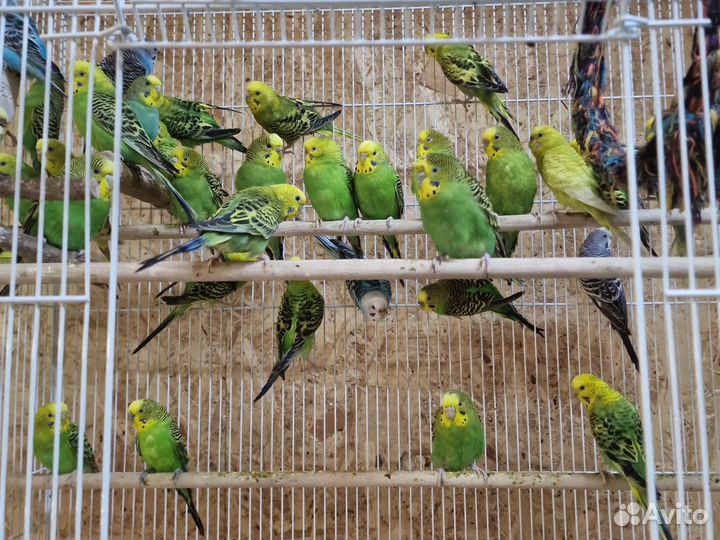 Волнистые попугаи