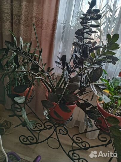 Продам цветы