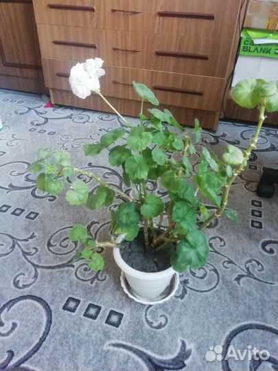 Пеларгония герань белая и розовая