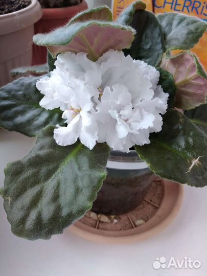 Отростки комнатных цветов и перчик 