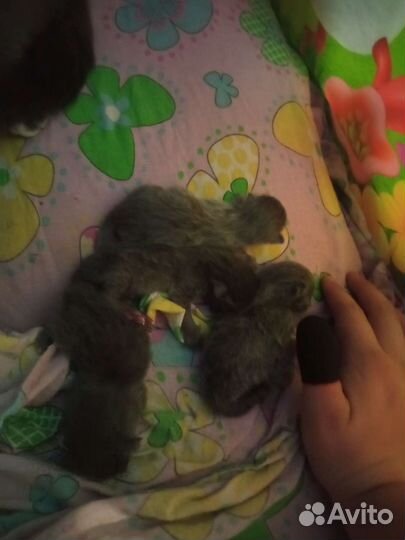 Котята отдам бесплатно в хорошие руки