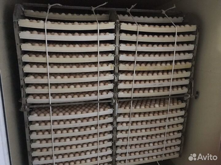 Суточные цыплята