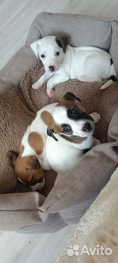 Щенки джек Рассел терьер гладкошерстный