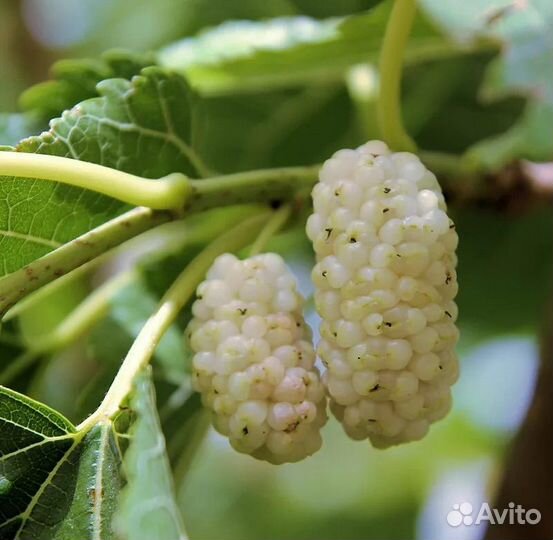 Саженцы шелковицы