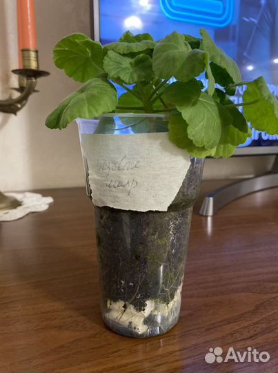 Пеларгония герань сортовая