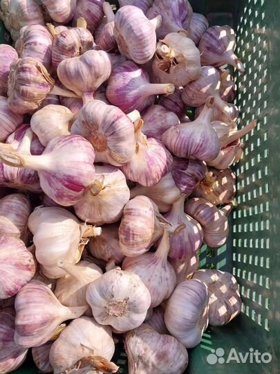 Продам чеснок