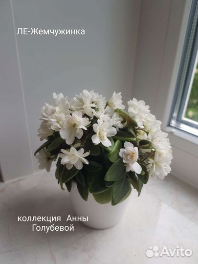 Сортовые фиалки