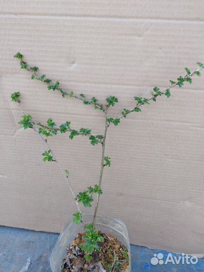 Саженцы крыжовника зеленого