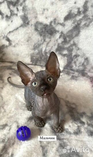 Канадский сфинкс котята