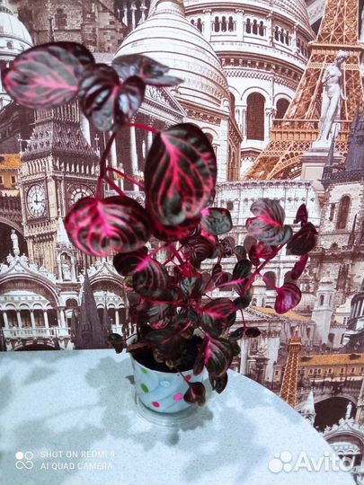 Комнатные растения цветы