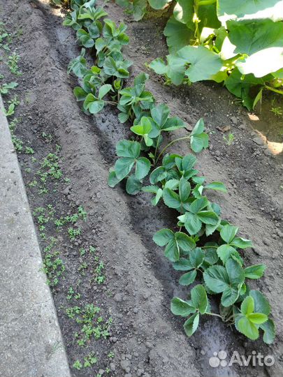 Рассада клубники