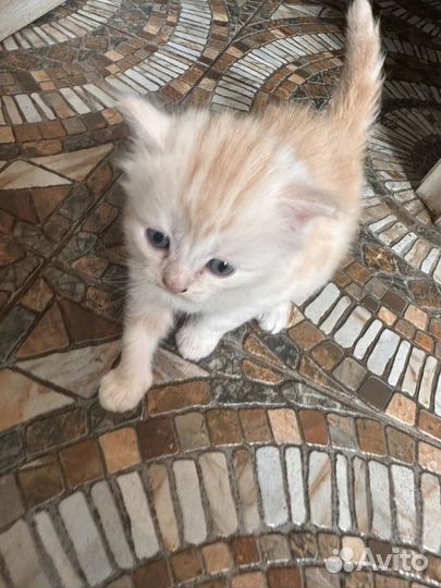 Отдам в хорошие руки котенка